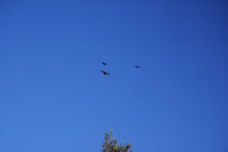crows and hawk