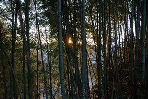 bamboo sunset