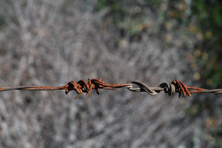 barbed wire