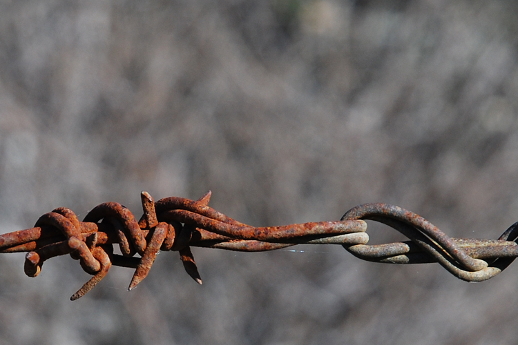 barbed wire (details)