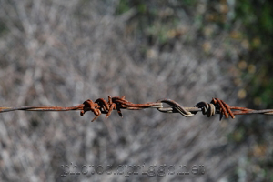 barbed wire