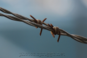 barbed wire