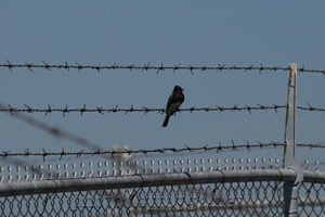 bird on barbed wire