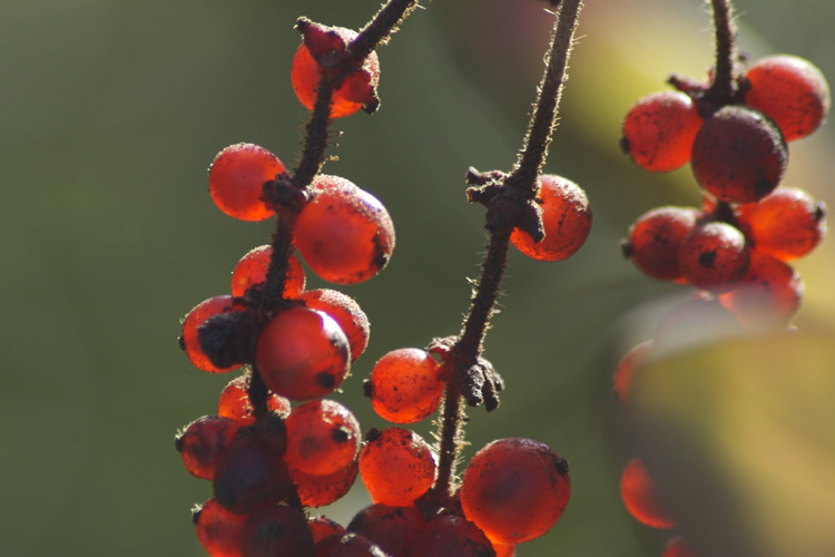 sun lit berries
