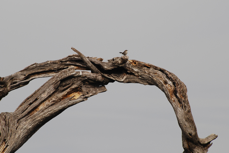 bird on a branch