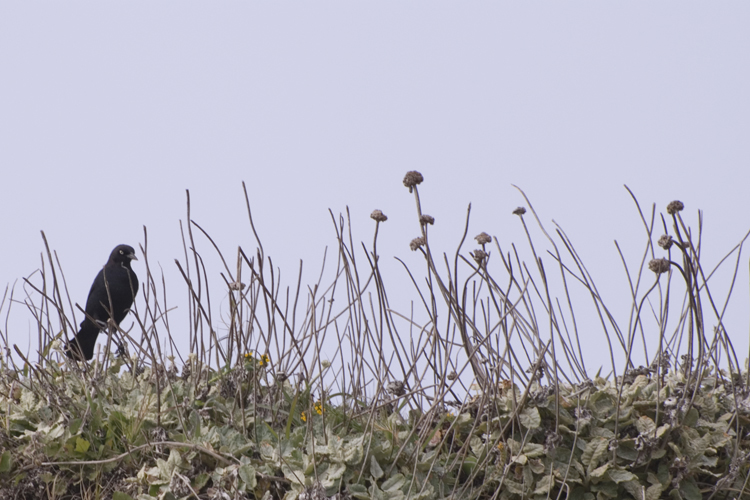 blackbird