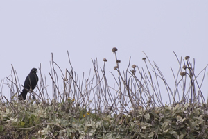 blackbird