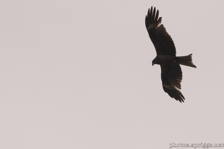 black kite