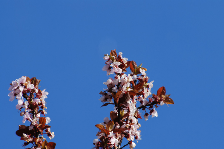 blossoms