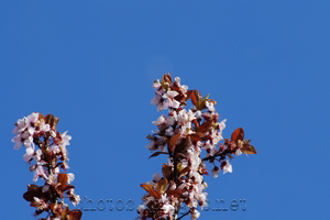 pink blossoms