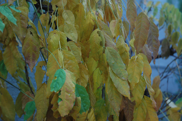 leaves against blue wall