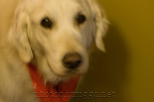 blurred dog