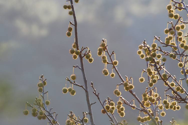 branches
