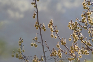 branches
