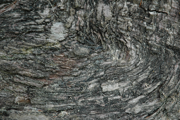 burl