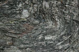 burl