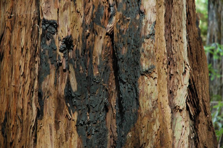 burn marks on redwood