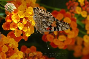 butterfly on orange