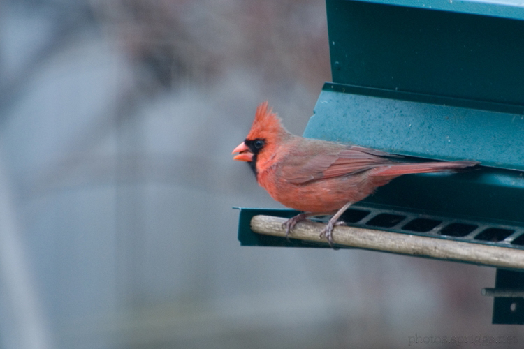 cardinal