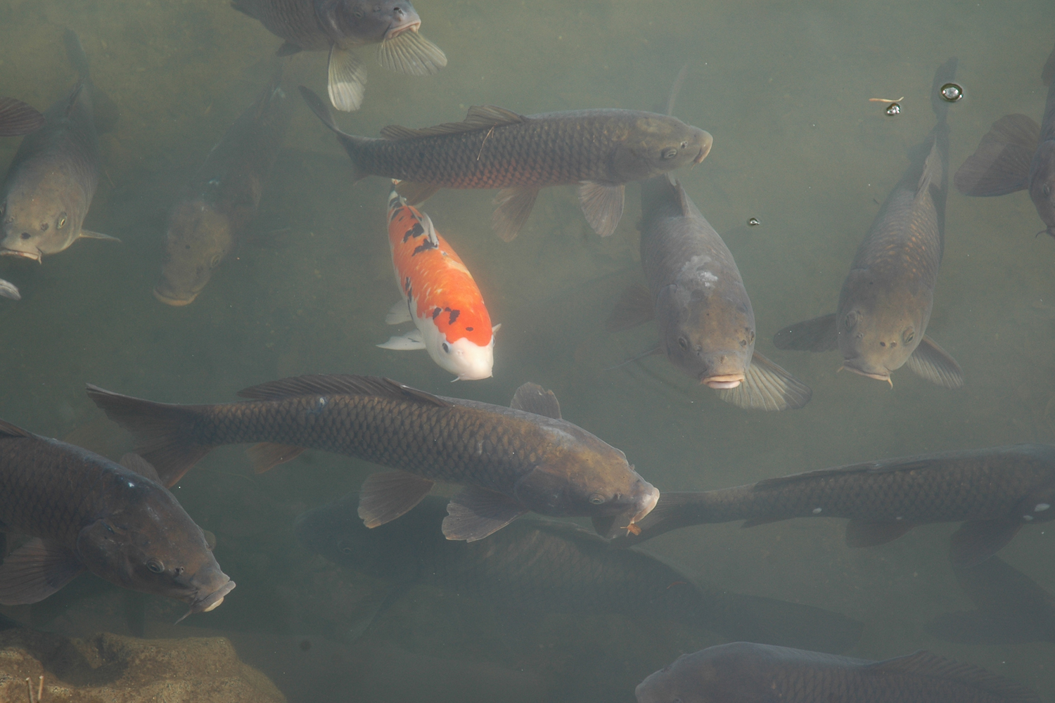 koi seek handout