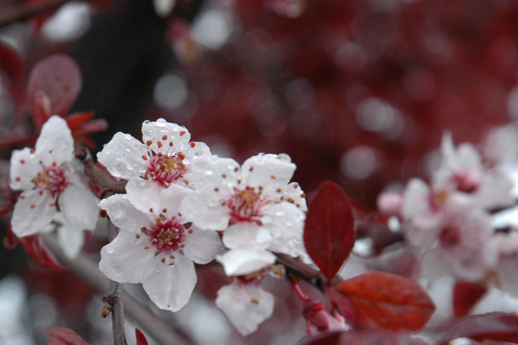 cherry blossom