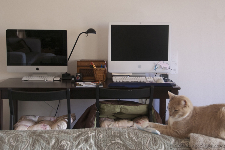 cat & computers
