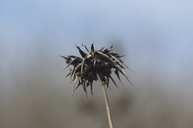 dried weed