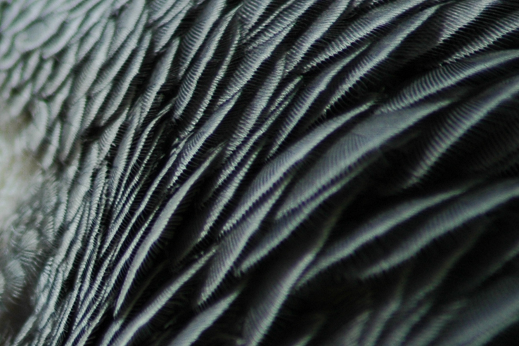 feathers