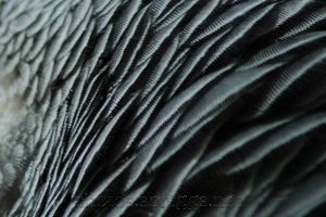 feathers