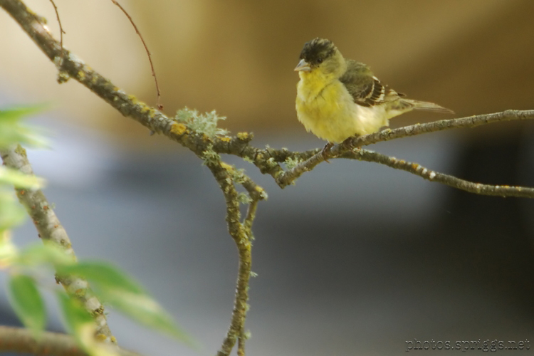 yellow bird wild finch