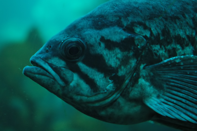 fish.jpg
