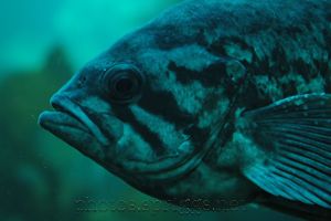 fish.jpg
