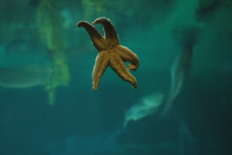 starfish