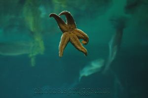 starfish