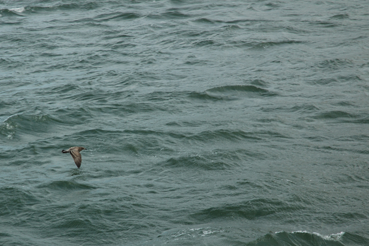 gull