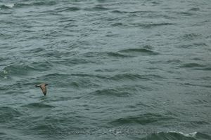 gull