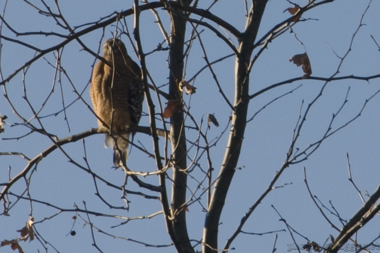 hawk in a tree