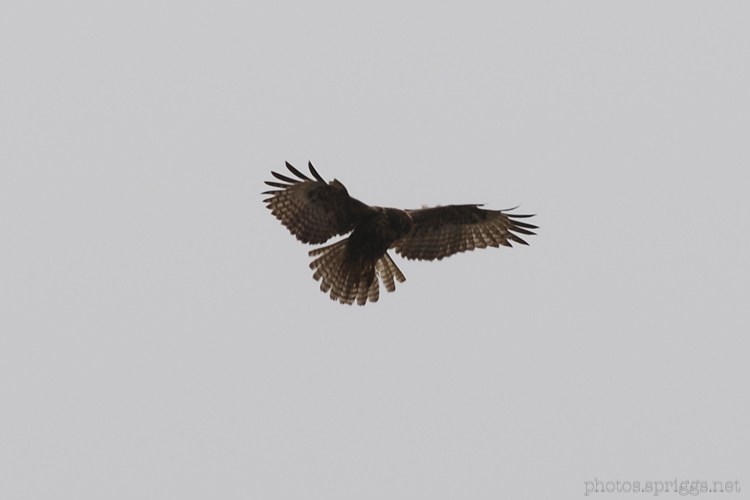 hovering bird of prey