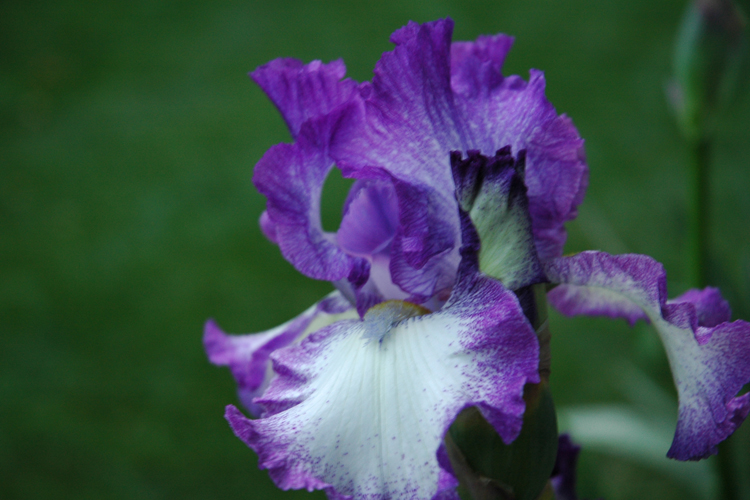 iris