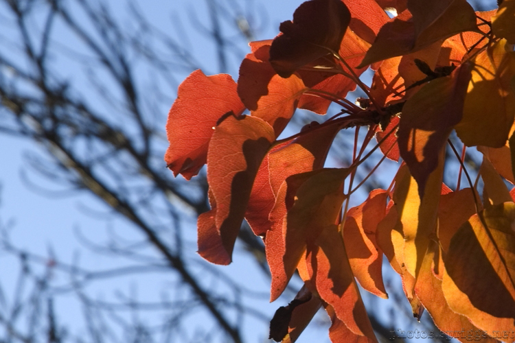 autumn colours