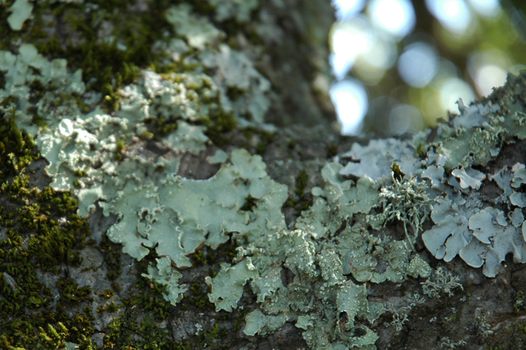 lichen