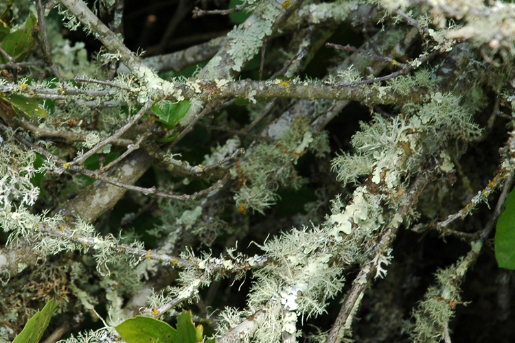 lichen