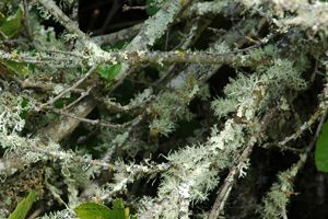 lichen