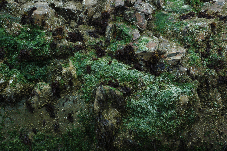 lichen