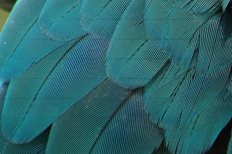 lines on feathers