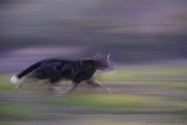 moggy in motion