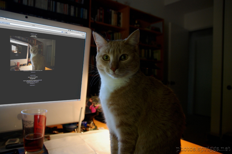 monitored moggy