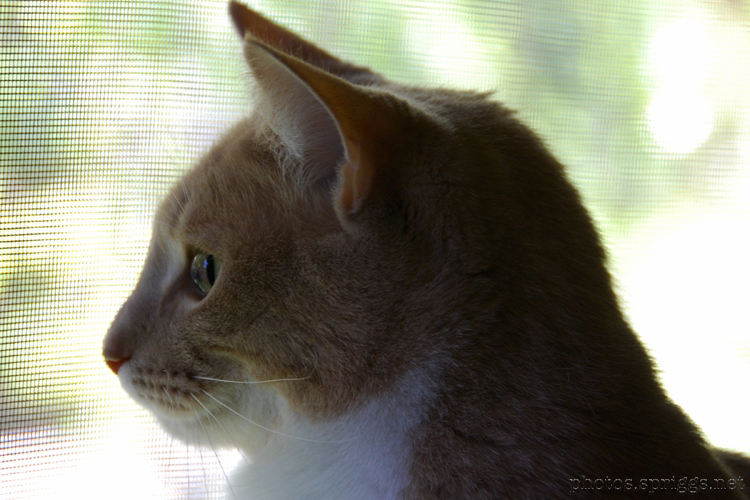 squirrel watching moggy in the window