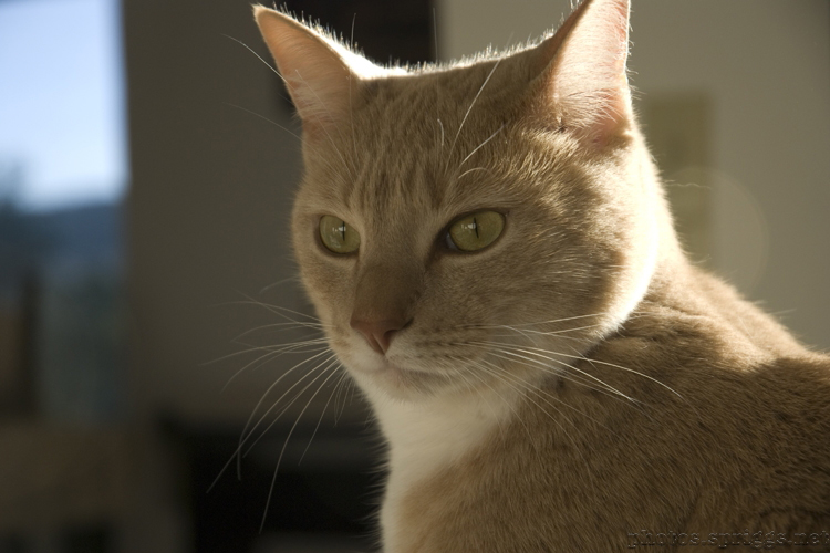 moggy posing