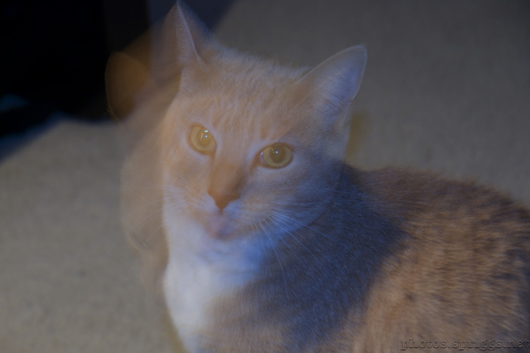 moggy in motion